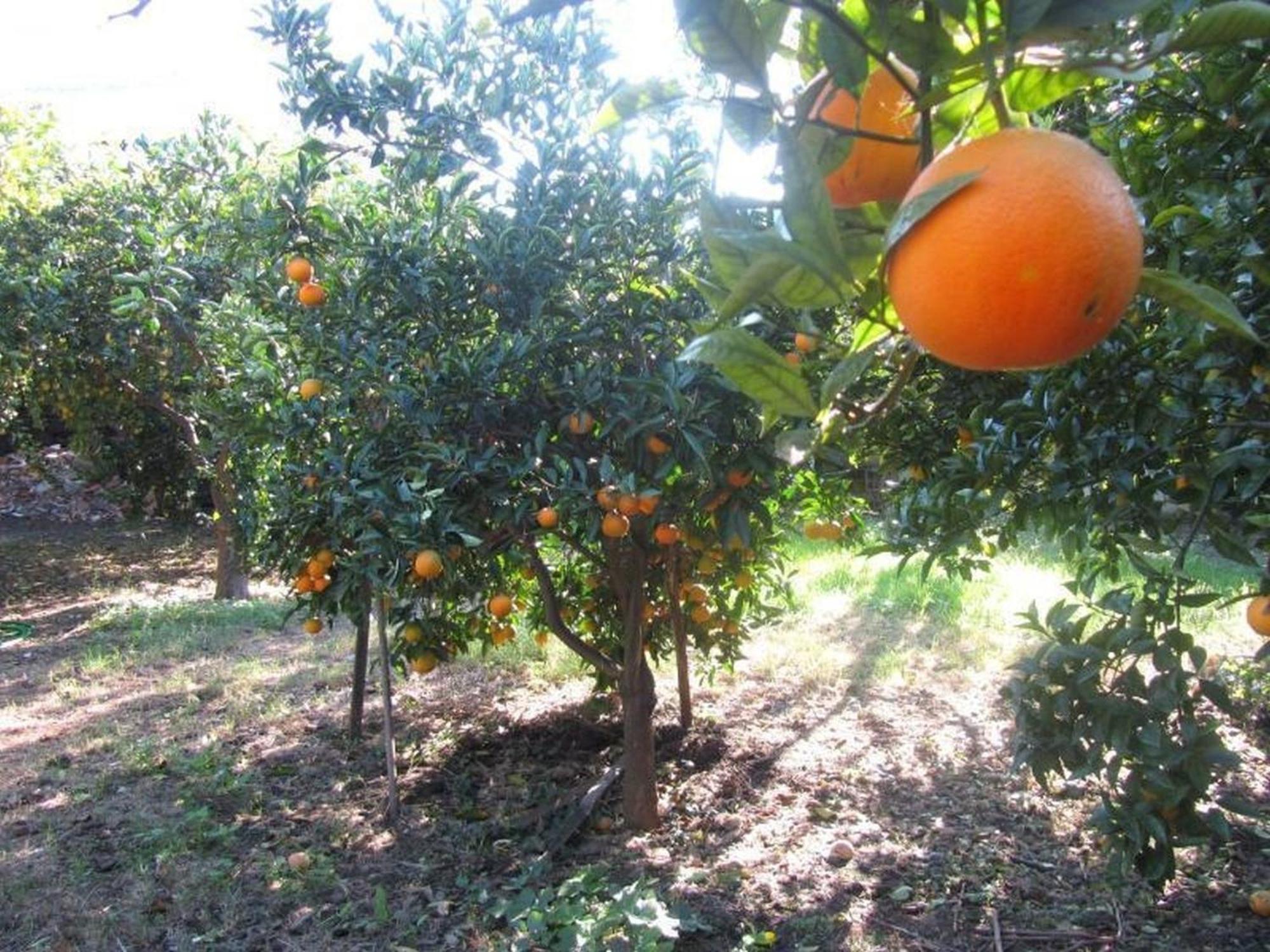 아치레알레 Come In Sicily La Pietra Monaca 아파트 외부 사진